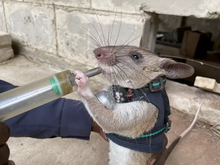 В Шотландии подготовили отряд крыс-спасателей