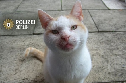 Полиция Берлина выложила в сеть фото кота с просьбой не обсуждать теракт