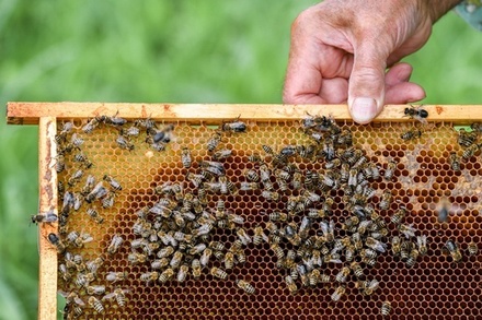 В России заведено первое уголовное дело из-за гибели пчёл