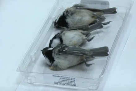 Причиной гибели птиц в Мытищах стали удары о фасады зданий