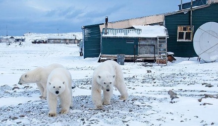 Дроздов посоветовал жителям Новой Земли отпугивать белых медведей ракетницами и ружьями