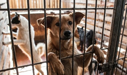 Власти Крыма предложили мобилизованным оставить животных в приютах