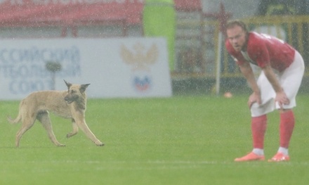 РФС рассмотрит появление собаки на поле в матче «Локомотив» — «Томь»