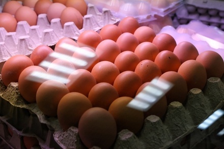 Великобритания столкнулась с дефицитом куриных яиц