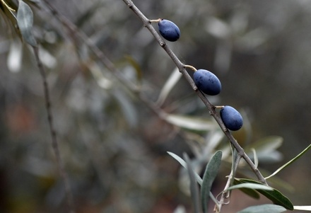 В Испании предупредили о возможном подорожании оливкового масла из-за жары