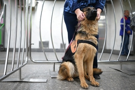 Кинологи сообщили о нехватке собак-поводырей в России