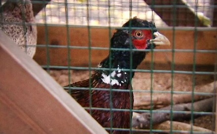 Убивший двенадцать фазанов в парке Горького предстанет перед судом