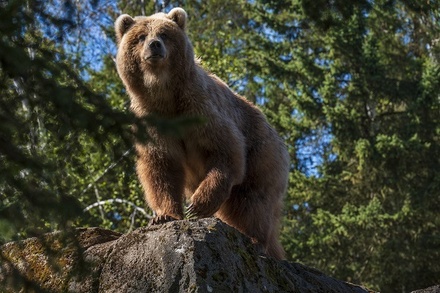 Медведь напал на туриста в Словакии