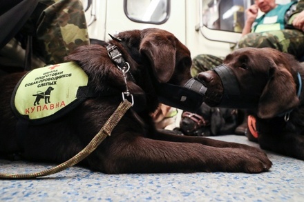 СМИ сообщили о нехватке в России собак-поводырей