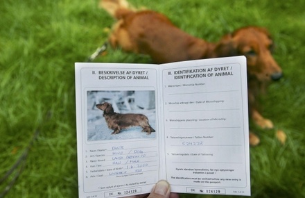 В Госдуме объяснили суть законопроекта о платной регистрации домашних животных