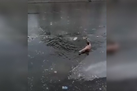 В Астрахани мужчина спас собаку из ледяной воды