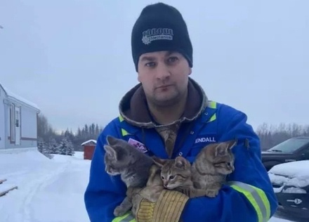 Житель Канады спас вмёрзших в лёд котят