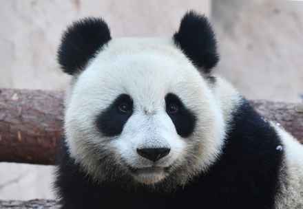 Финляндия допустила возврат арендованных панд в Китай из-за нехватки денег