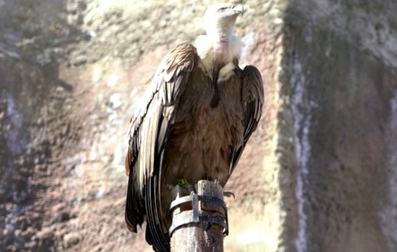 В Московском зоопарке умерла редкая птица из-за перчатки посетителя