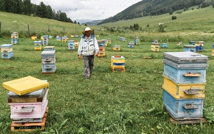 В регионах России начались судебные заседания из-за массовой гибели пчёл