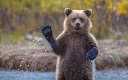 Посольство России предупредило главу МИДа Британии о «медведях на улицах Москвы»