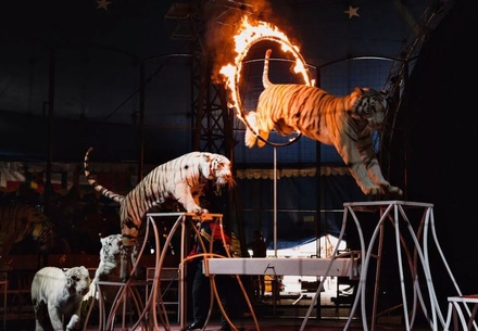 Зоозащитники не видят опасности в цирковом выступлении краснокнижных животных