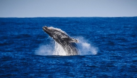 Правительство подготовит запрет вылова китов, дельфинов и морских свиней