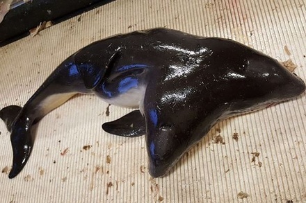 В Нидерландах рыбаки поймали дельфина с двумя головами
