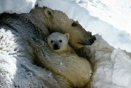 В Якутии начали усиленно размножаться белые медведи