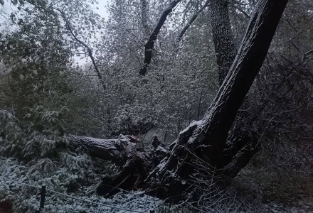 Один из стволов старейшего дерева в «Аптекарском огороде» упал из-за снегопада