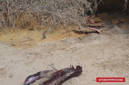 Жители Крыма сообщают о незаконной продаже вяленого мяса дельфинов, выбросившихся на берег 