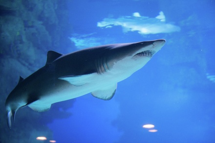 Ихтиолог МГУ рассказал, как защититься от нападения акулы: сложно, но можно
