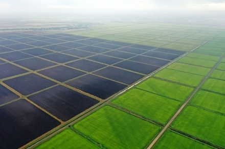 Краснодарский край опасается возможных проблем из-за нехватки воды для рисовых полей