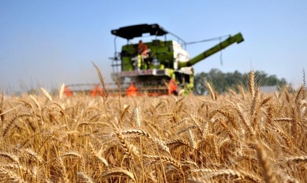 В Госдуме назвали реальным прогноз США по урожаю пшеницы в России