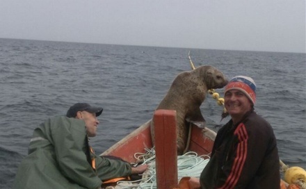 Морской котик заставил рыбаков катать его в лодке 8 часов