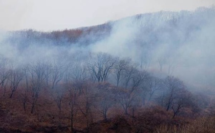В Приморском крае горят леса на площади 1600 гектаров