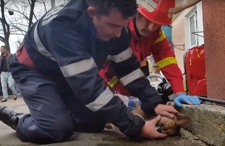 Румынский пожарный спас собаку непрямым массажем сердца и искусственным дыханием