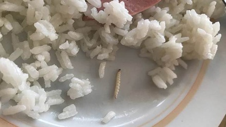 В Липецкой области в школьной столовой нашли червей в рисе