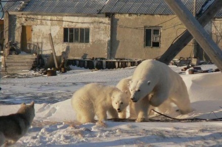 Белые медведи начали уходить из поселков Новой Земли