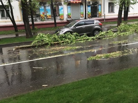 Восемь человек пострадали в Москве при падении деревьев из-за сильного ветра