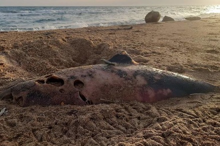 Власти Анапы проверяют сообщения о массовой гибели дельфинов