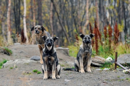 В Красноярске возбудили уголовное дело после нападения бродячих собак на ребёнка