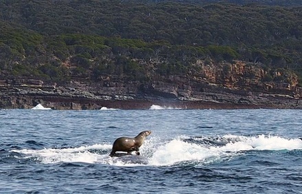 Морского котика сфотографировали верхом на ките