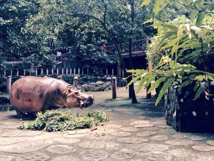 В зоопарке Манилы умер старейший в мире бегемот