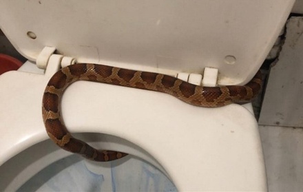 Жительница Тулы обнаружила в своём туалете крупную змею