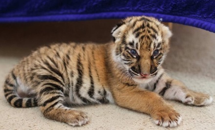 В Приморье спасли второго за неделю амурского тигрёнка
