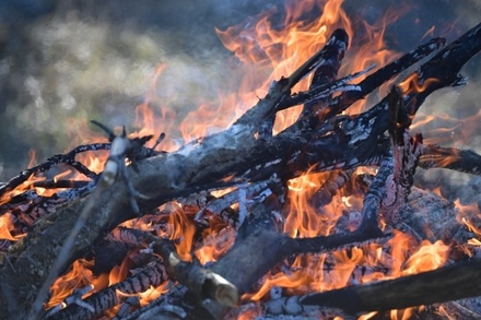 Лесной пожар потушили в подмосковных Луховицах