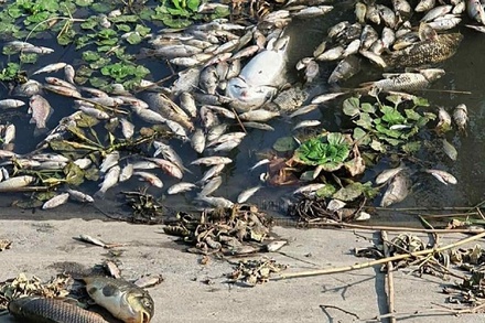 Краснодарские экологи обнародовали причину массовой гибели рыбы в регионе
