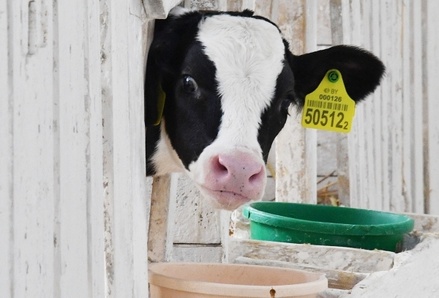 В Польше предупредили о наступающем дефиците молока