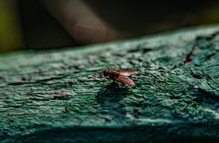 Вирусолог предупредил, что мухи могут быть разносчиками COVID-19