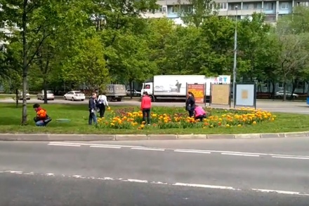 Власти Москвы не считают проблемой кражу цветов с городских клумб