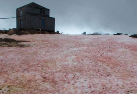 На украинской научной базе в Антарктиде зацвёл снег