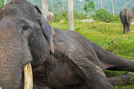 Биологи обнаружили, что слоны высыпаются за два часа
