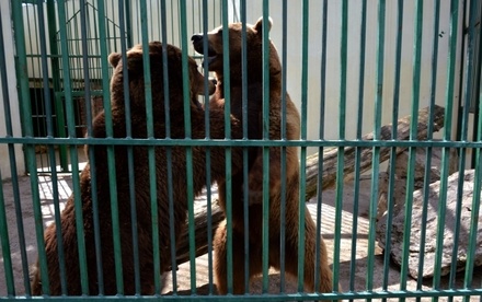 В Госдуме намерены ужесточить требования к частным зоопаркам