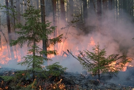 В России за сутки потушили 59 природных пожаров